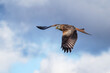 captured against a cloudy sky is a red kite, milvus milvus, as it flies with its wings spread and beak open