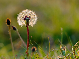 A large dandelion in the forest. Large fluffy dandelion clock. Closeup macro at sunset. seed head in the garden in the springtime.