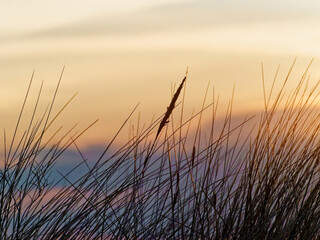 Wall Mural - Silhouette of dune grass with golden sunset lighting. Evening image on a summers evening. Wild flower meadow