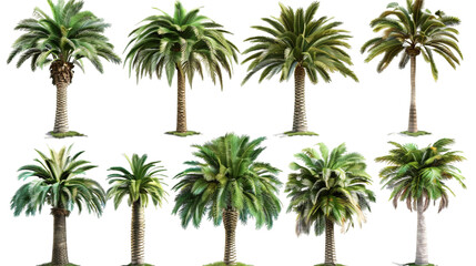 Wall Mural - Palm trees on white PNG transparent background