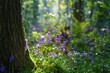 Hallerbos bluebell forest, tranquil woodland during bluebells blossom in spring, Halle, Belgium. Scenic landscape with carpet of blue flowers and green beech trees leaves, outdoor travel background