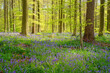 Hallerbos bluebell forest, tranquil woodland during bluebells blossom in spring, Halle, Belgium. Scenic landscape with carpet of blue flowers and green beech trees leaves, outdoor travel background