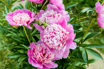 Wall Mural - Beautiful Japanese-shaped peony flowers with pink petals and delicate yellowish stamens