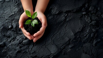 two hands holding a young plant in black soil background