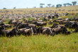 Herd of blue wildebeest grazing on grass in the savannah