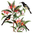 Birds like sunbirds and honeyeaters pollinating flowers of native australian plants isolated on white background, vintage, png

