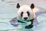 Fototapeta Storczyk - 水の中で遊ぶパンダをモチーフにしたグラフィック素材、広告素材、