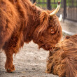 a Scottish Highland cattle bull