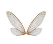 cicada insect wings on a white,isolated
