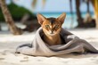 Medium shot portrait photography of a smiling abyssinian cat kneading a blanket over beach background