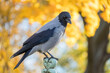 The hooded crow against the background of autumn yellow leaves. Corvus cornix