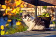 Portrait of a little kitten outdoors in autumn
