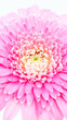 一輪のピンクのガーベラの花　ピンクの花のクローズアップ写真