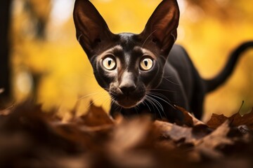 Wall Mural - Lifestyle portrait photography of a curious oriental shorthair cat jumping in autumn foliage background