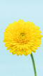 一輪の黄色いガーベラの花　コピースペースのある花の背景素材