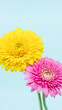 ピンクと黄色のガーベラの花が飾ってある花の写真素材