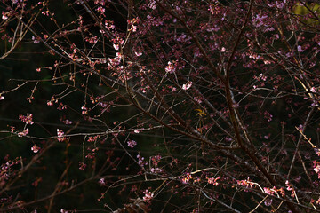 Wall Mural - Phaya suae flower or sakura flower in Thailand