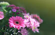Colorful mixed flower bouquet isolated on blur green background.