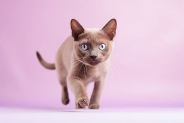 Wall Mural - Lifestyle portrait photography of a cute burmese cat string chasing isolated on pastel or soft colors background