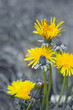 Spring flowers of dandelions in gray backgrounds.