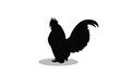 Bantam chicken silhouette vector illustration, male bantam chicken, bantam chicken design