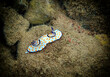 Vivid color patterns in beautiful marine shield slug or snail that belongs to Nudibranchia molluscs inhabiting coastal areas of the Red Sea, Sinai, Eilat, Aqaba