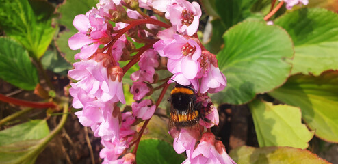 A bee collects nectar on a pink bergenia cordifolia flower. Panorama.