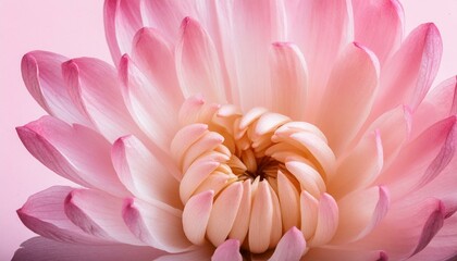 Wall Mural - Mandala Medley: Pink Spiral Lotus