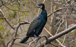 waterfowl wild bird cormorant sitting on a tree branch