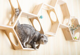 Fototapeta Koty - Cute gray tabby scottish fold cat playing on special wooden wall shelf with hanging red beads