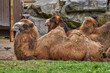  two large camels lying on the grass.