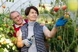 Fototapeta Koty - Elderly man and woman picking ripe tomatoes together in greenhouse