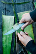 man extracting the gel of an aloe vera leaf