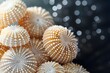 Radiant Sea Urchin Spheres Adorning the Ocean Floor