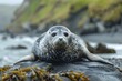 Resting Gray Seal Closeup on Rocky Coastal Shore