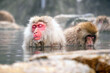 Japanese Snow Monkey japanese snow monkeys playing in hot springs in winter.