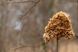 Fototapeta Młodzieżowe - Dried hydrangea flower on a blurry background, nature.