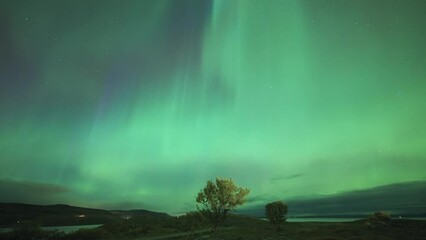 Wall Mural - The dark winter sky adorned with a spectacular exhibition of the northern lights.