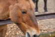  head of a Przewalski horse nibbling grass