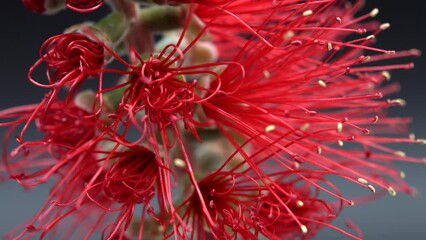 Canvas Print - Callistemon or Bottlebrush Red Flowers opening. Melaleuca citrina, bottle-brush flower opening process close up, soft stamens of beautiful exotic flower time lapse, nature background, macro shot