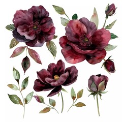 Wall Mural - watercolor burgundy flowers. illustration of flowers, leaves and buds. Botanical composition for weddings