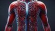 human torso focusing on the intricate network of arteries and veins. blood is distributed throughout body from heart
