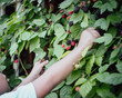 Rear view unidentified Asian boy picking up fresh ripe blackberry from homegrown shrub at backyard garden home orchard in Dallas, Texas, harvesting collecting organic berry little fingers