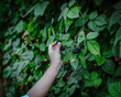 Left hand Asian boy picking up fresh ripe blackberry from homegrown shrub at backyard garden homestead orchard in Dallas, Texas, harvesting collecting organic berry little fingers, seasonal