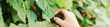 Panorama view Asian boy picking up fresh ripe blackberry from homegrown shrub at backyard garden homestead orchard in Dallas, Texas, harvesting collecting organic berry little fingers, seasonal