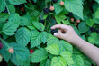 Asian toddler boy hand picking up fresh ripe blackberry from homegrown shrub at backyard garden homestead orchard in Dallas, Texas, harvesting collecting organic berry little fingers, seasonal