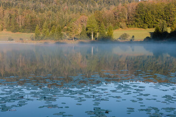 Poster - Le lac Genin est un lac de moyenne altitude du massif du Jura. Il se situe au milieu d'une forêt typiquement jurassienne. Le site est surnommé « le petit Canada du Haut-Bugey »