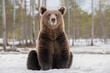 Young brown bear sitting in the cold snow and  observing its surroundings