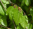 Beech leaf, Fagus, sylvatica