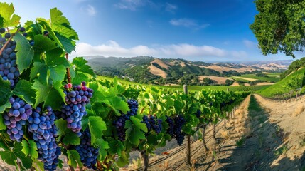 Wall Mural - vineyard with clusters of ripe grapes, under a clear blue sky
